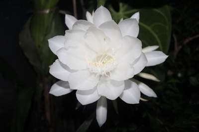 white flower